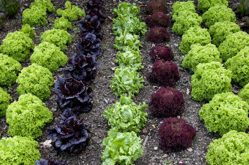 Napa County Master Gardeners: How — and why — to grow lettuce